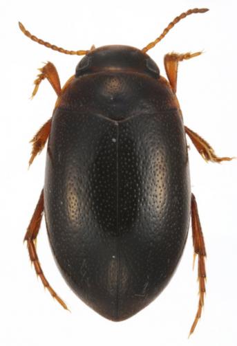 Réf. 246 563 : Hydroporus necopinatus robertorum